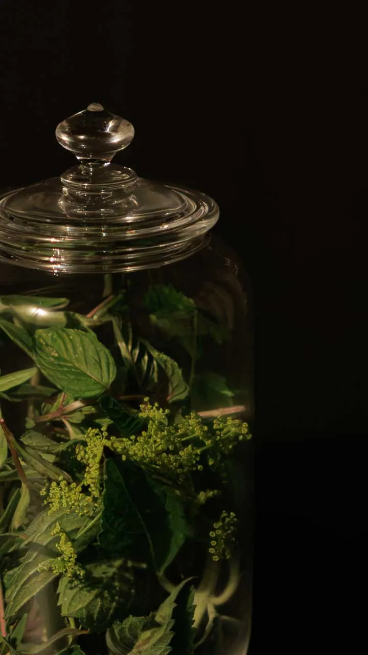 植物を閉じ込めたガラスの瓶に、微かな光が重なる。